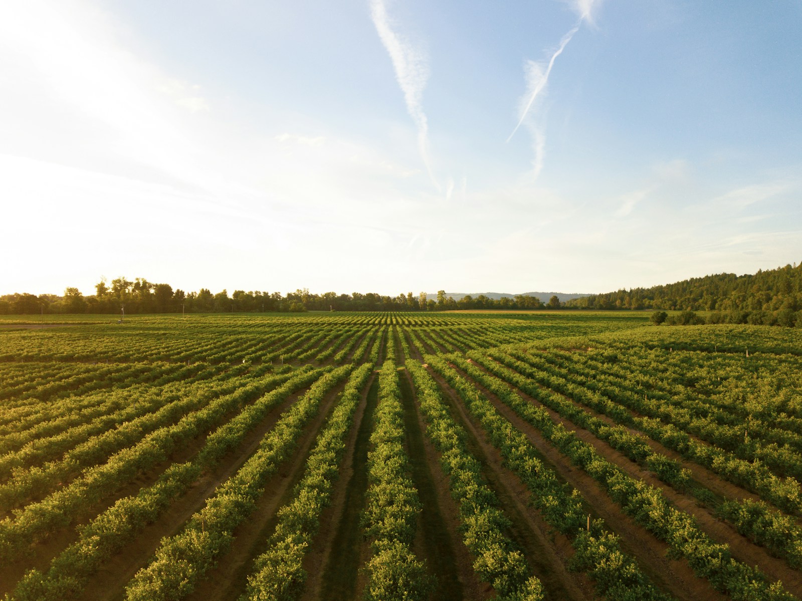 rows of green crops in field at sunset